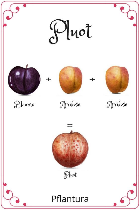 how  pluot is made 