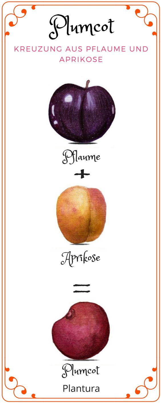 how plumcot is made