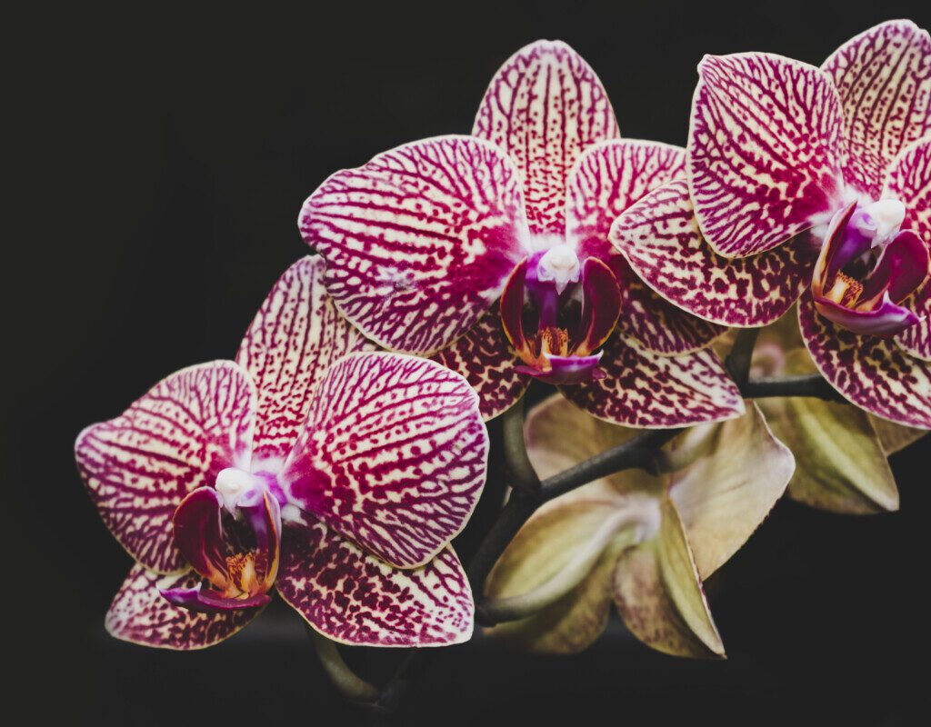 moth orchid as a bedroom houseplant 