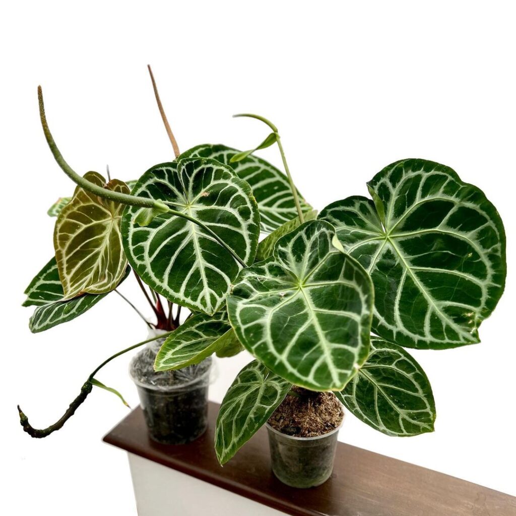 Anthurium as a bedroom house plant