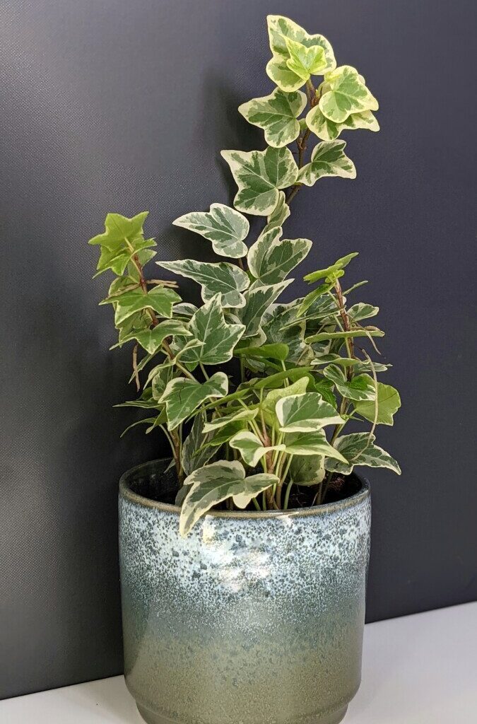 english ivy plant in a pot iin a bedroom