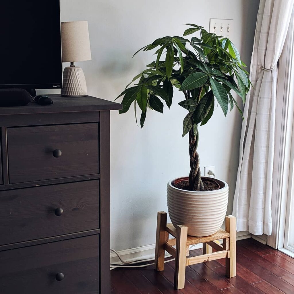 money tree the best houseplant for bedroom