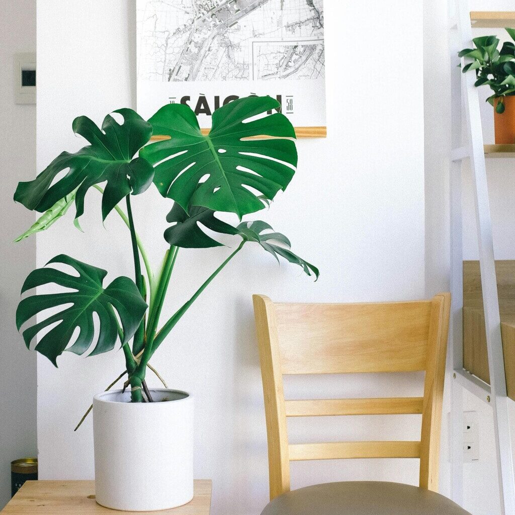 best bedroom indoor plant Monstera