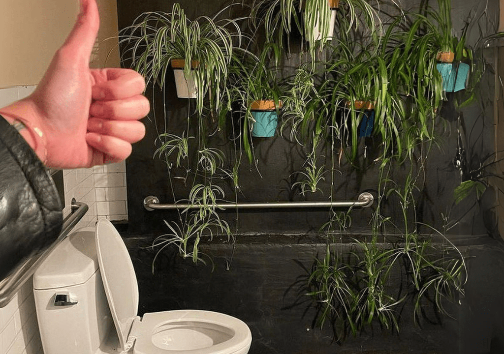 bathroom plants for tiny swelling