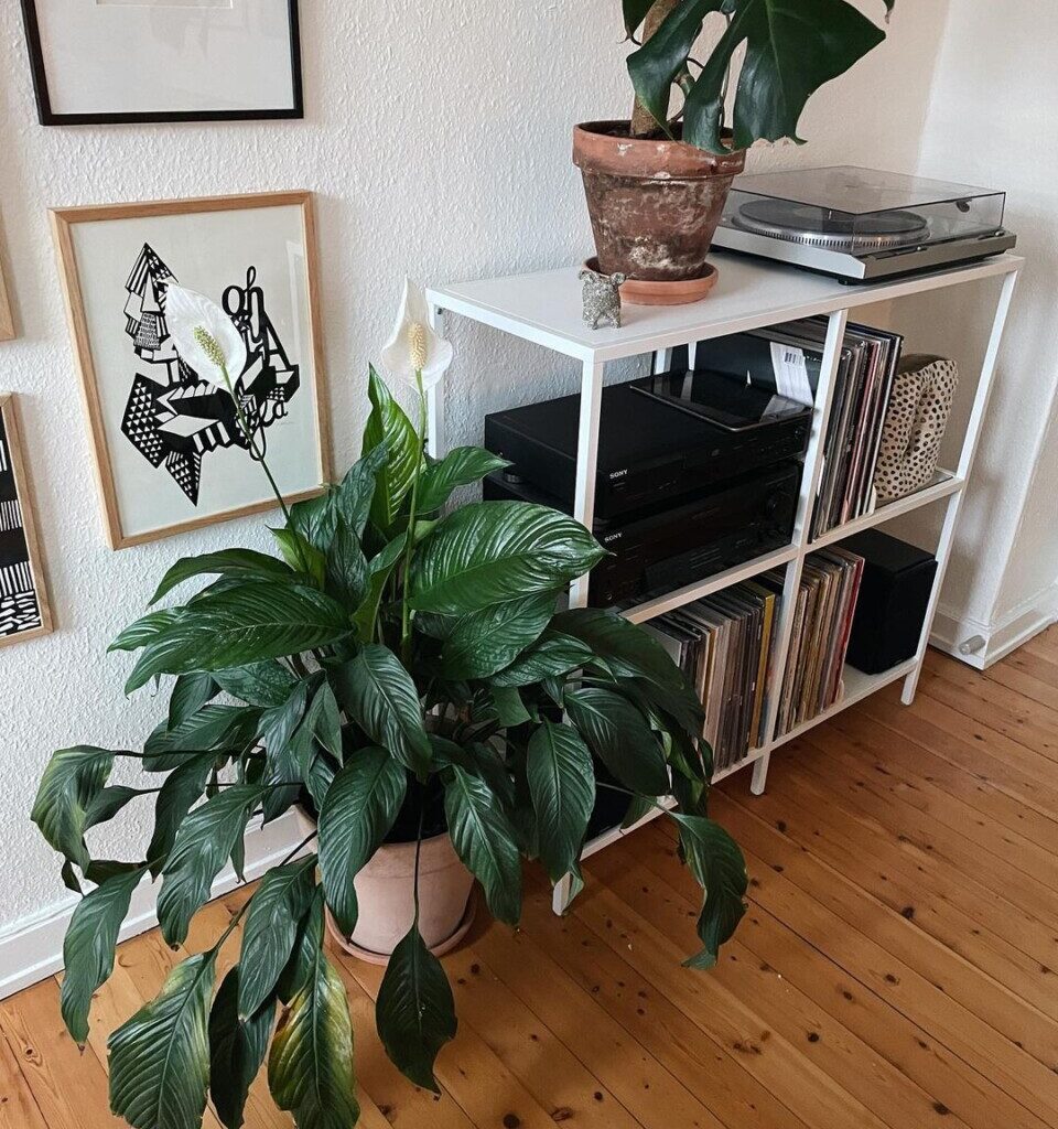 peace lily as bedroom houseplant