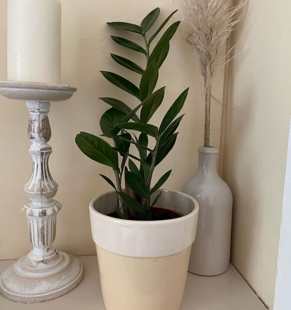 zz plant as a bedroom houseplant